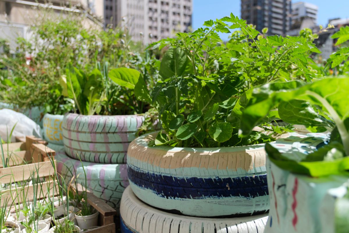 Old tires used in a garden