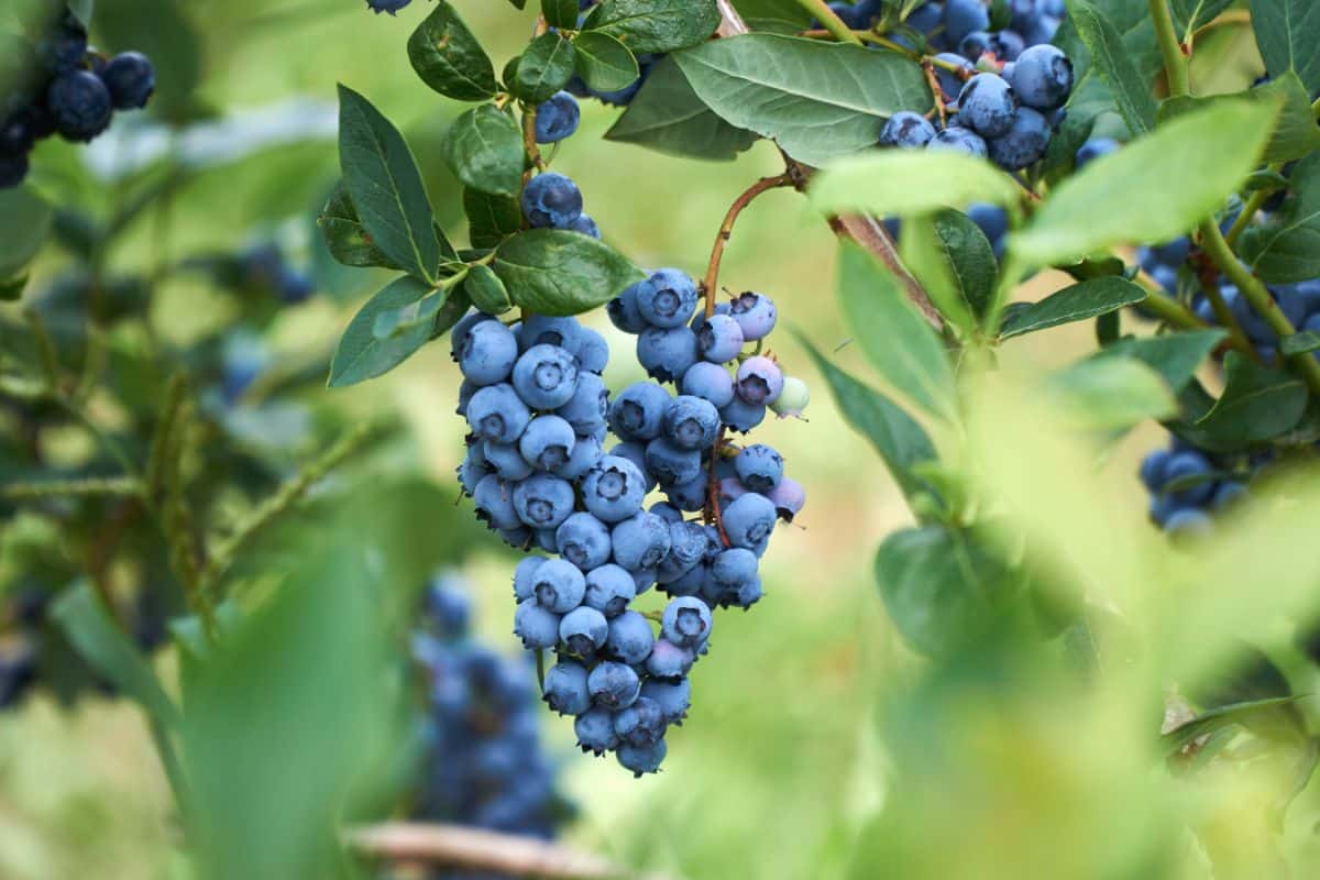 A blueberry bush dripping with ripe blueberries