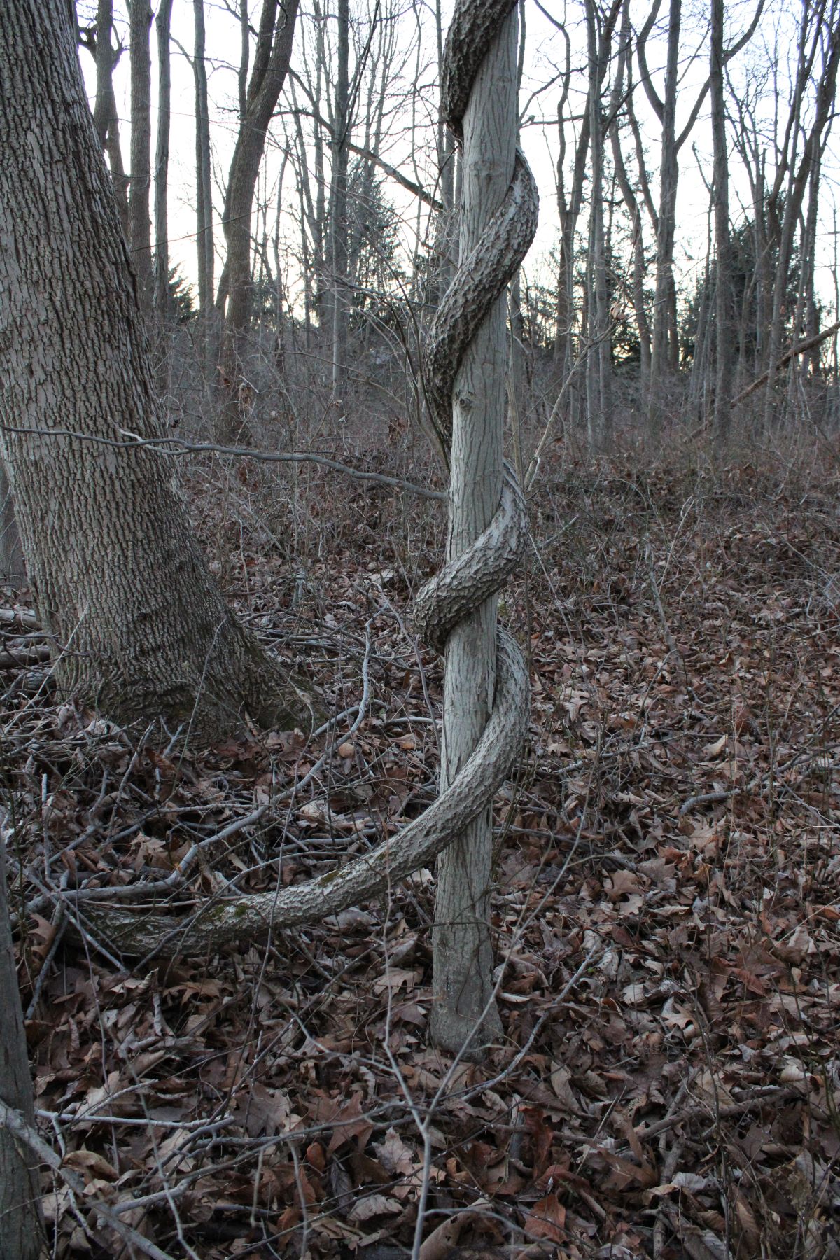 A thick vine of bittersweet circling and girdling a tree in a forest