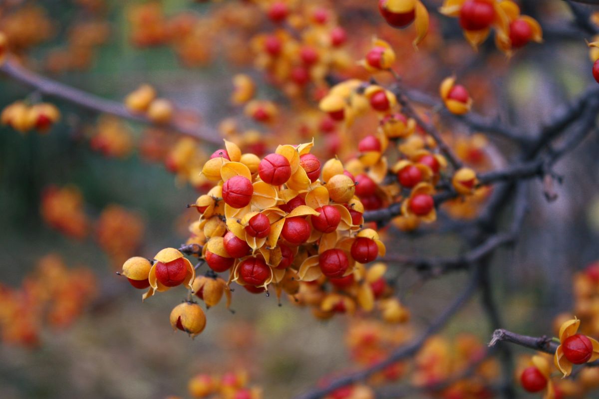 Orange and red oriental bittersweet berries