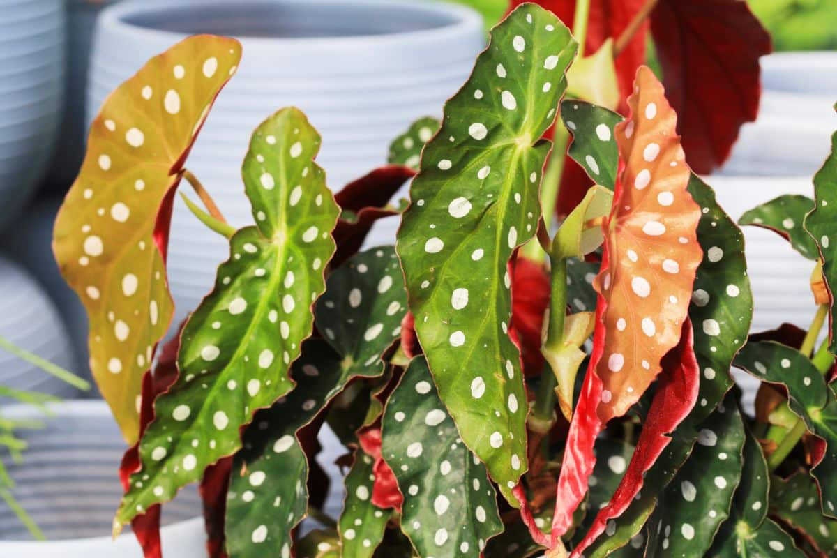 Polka dot begonia plant