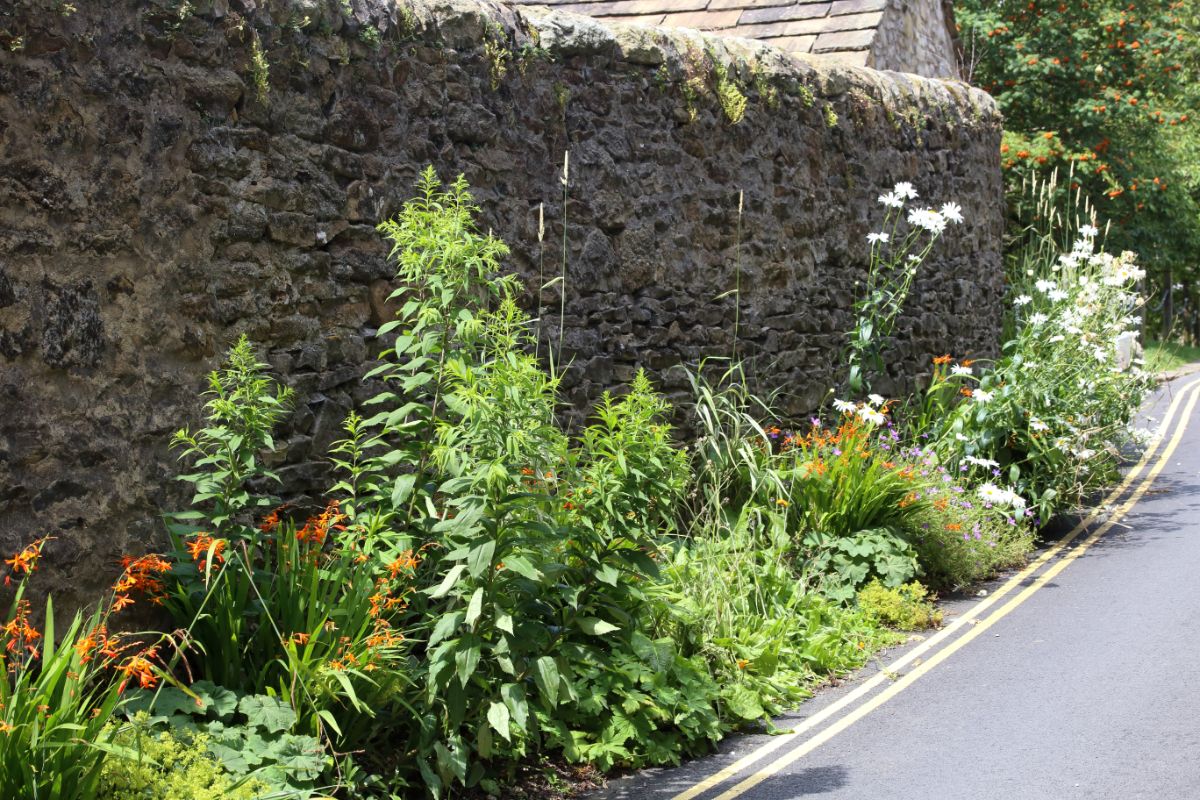 A hellstrip garden along a roadside