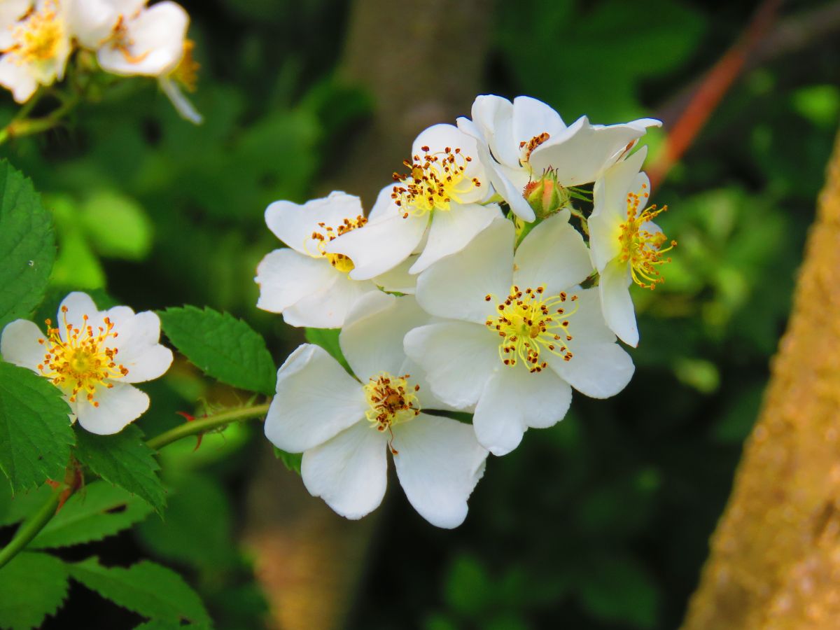 Small white multiflora rose blossoms