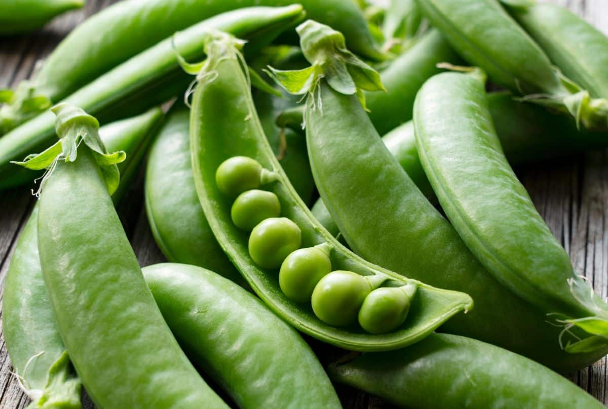 An open pod of shelling peas