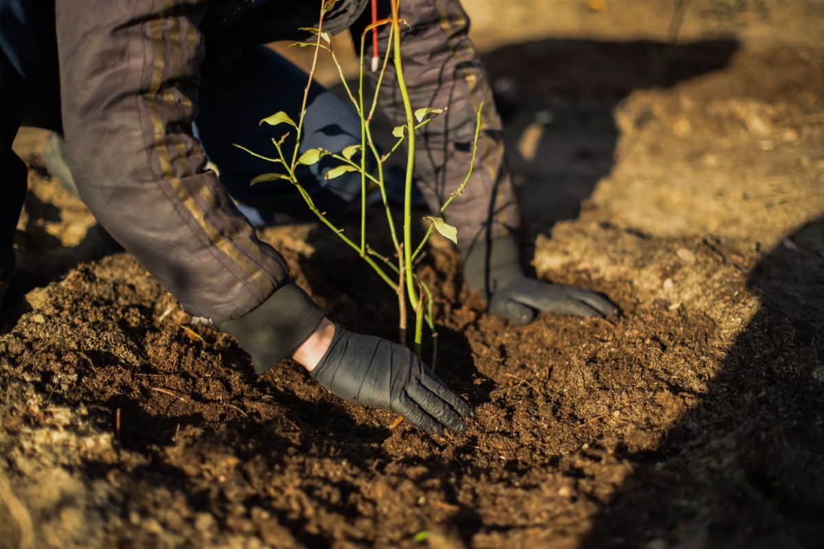 A person planting a bare root blueberry plant