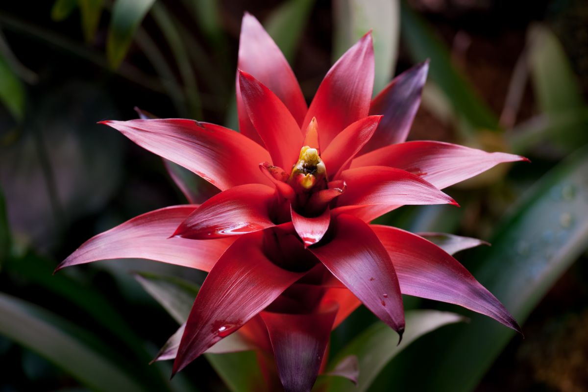 A bromeliad with red leaves