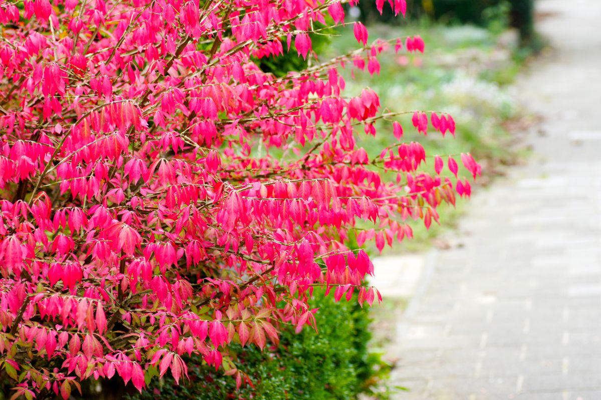 Invasive pink-leaved burning bush