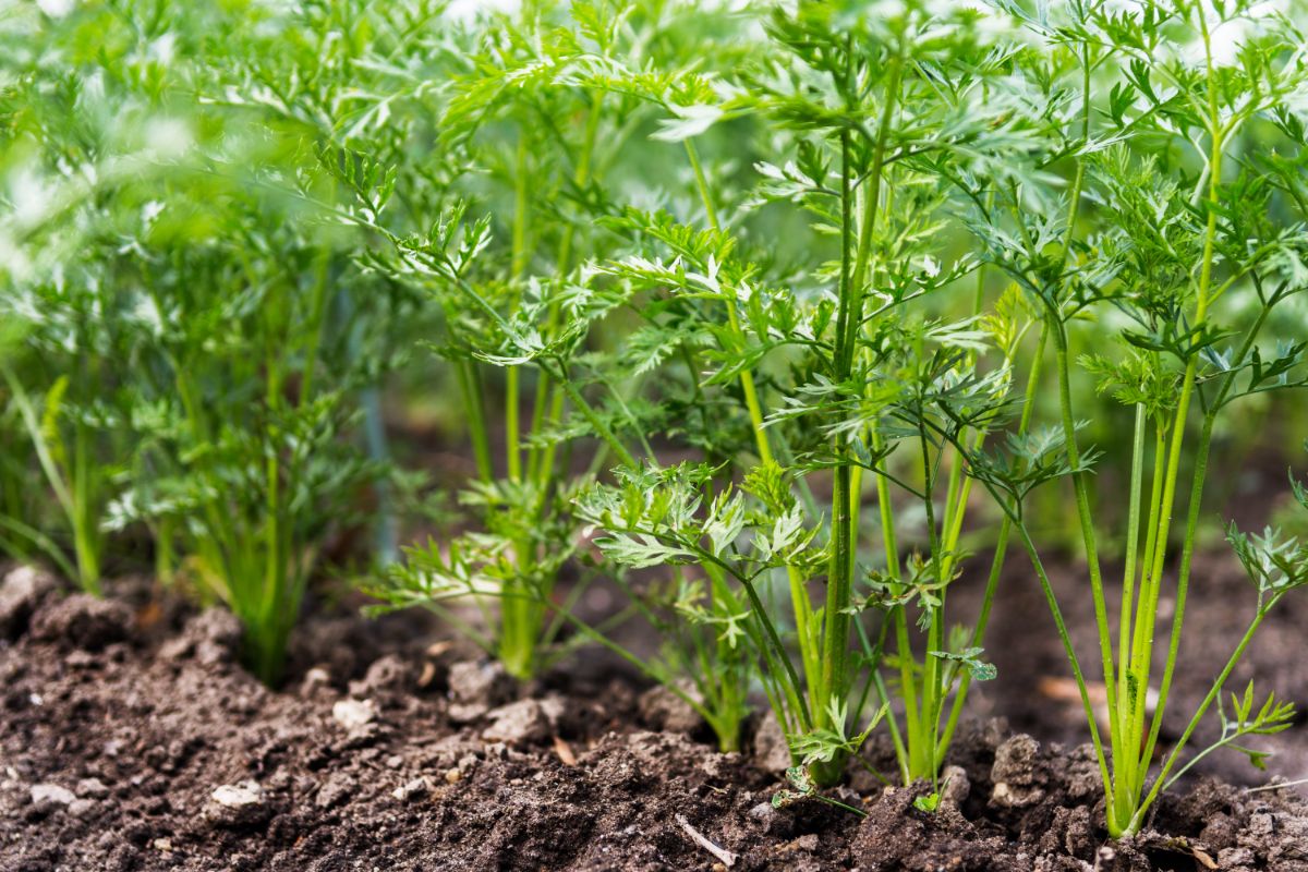 Young green carrot tops, useful for pesto