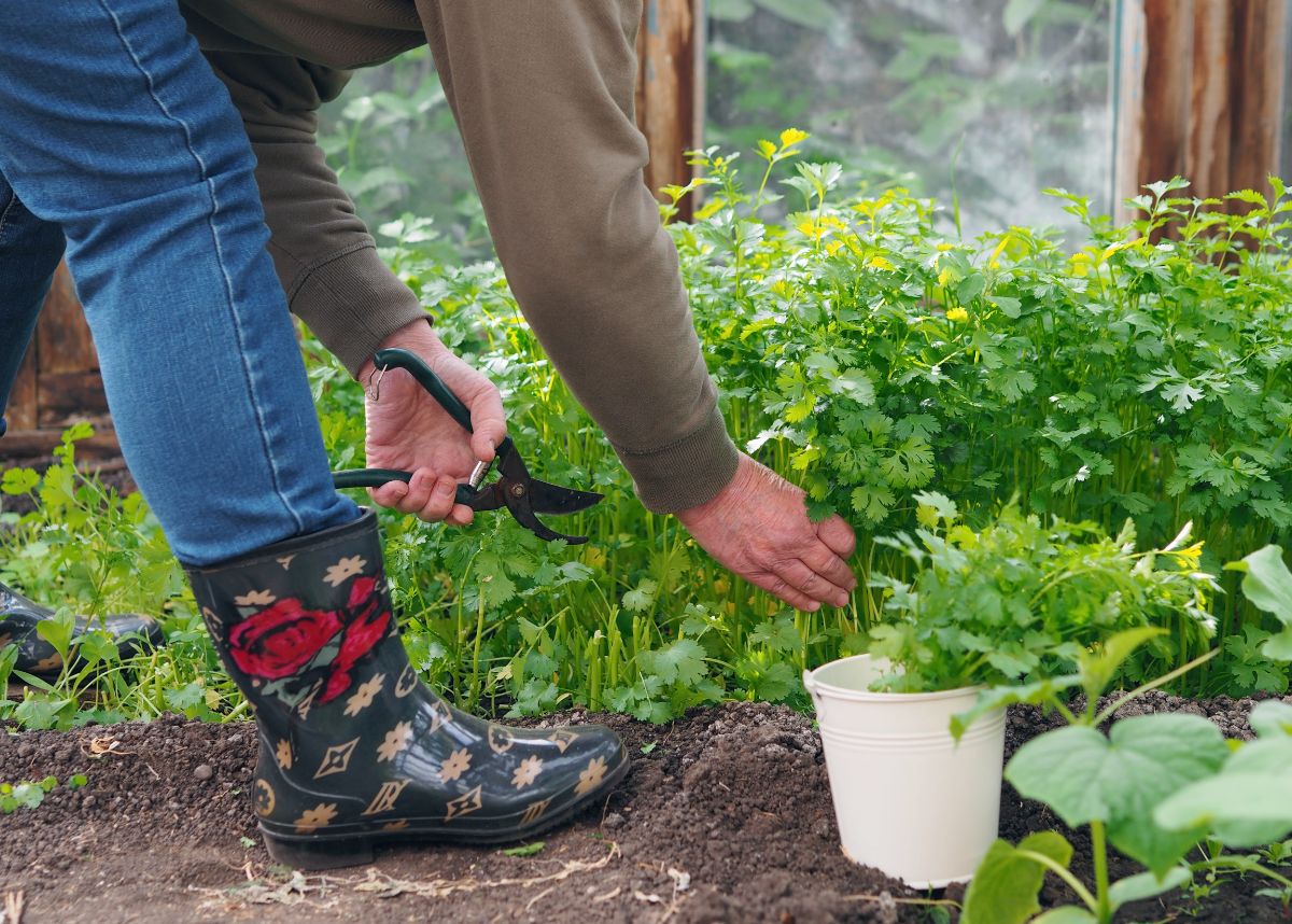 A gardener harvests fresh cilantro