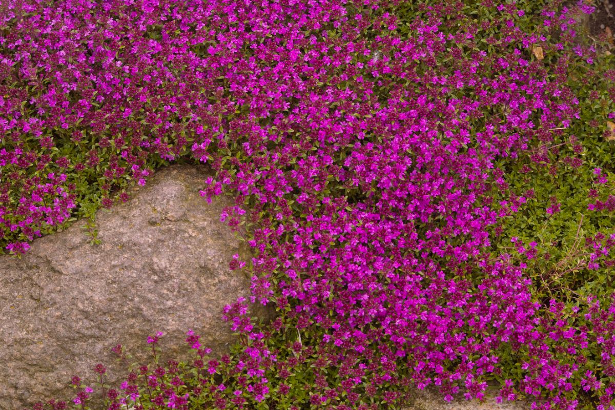 Purple flowering creeping thyme along a walkway