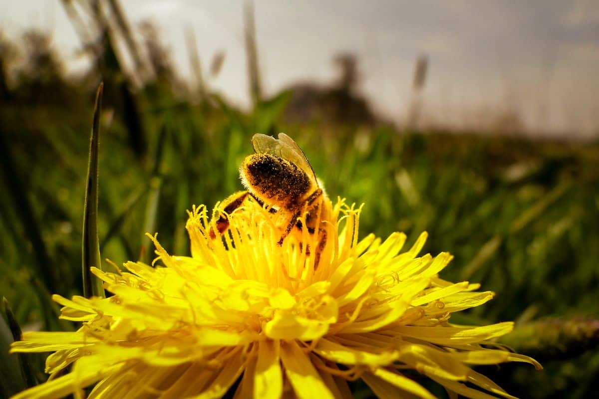 A honeybee feeding on dandelion flower