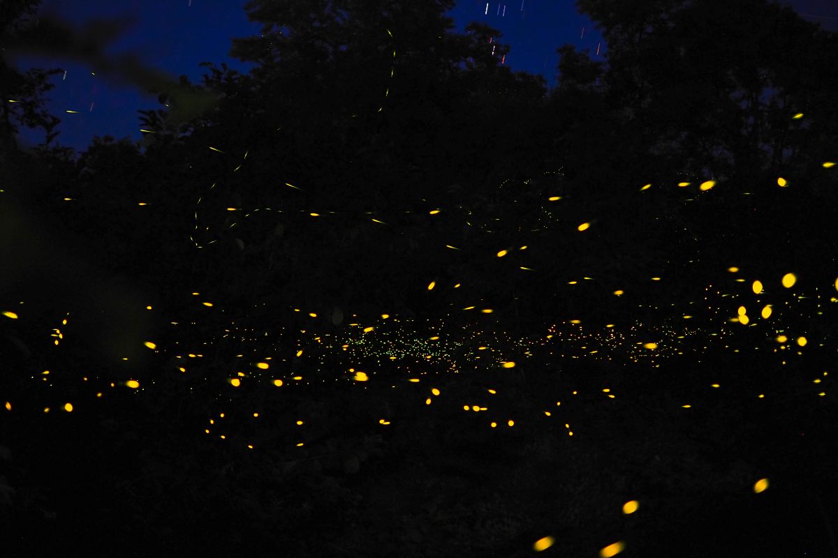 Sparkles of light in the night from lighting up fireflies