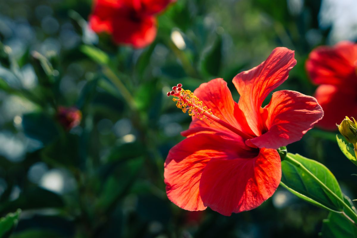 Red hibiscus flower in bloom