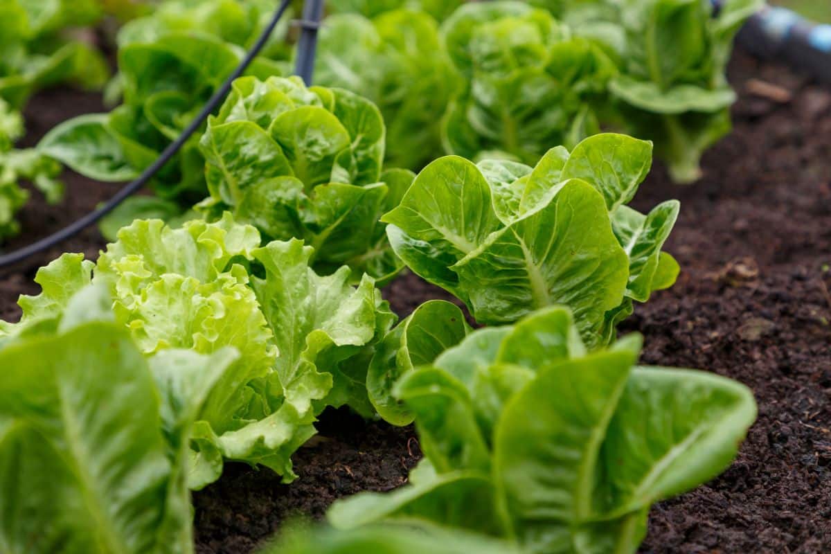 Low growing lettuce as a companion plant
