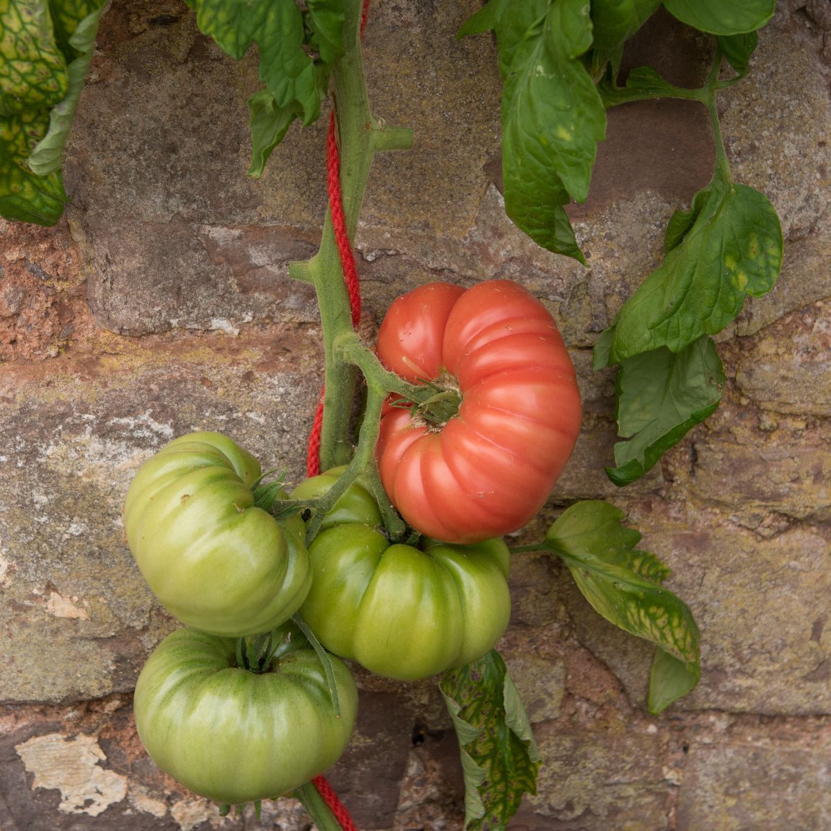 Mortgage Lifter tomato