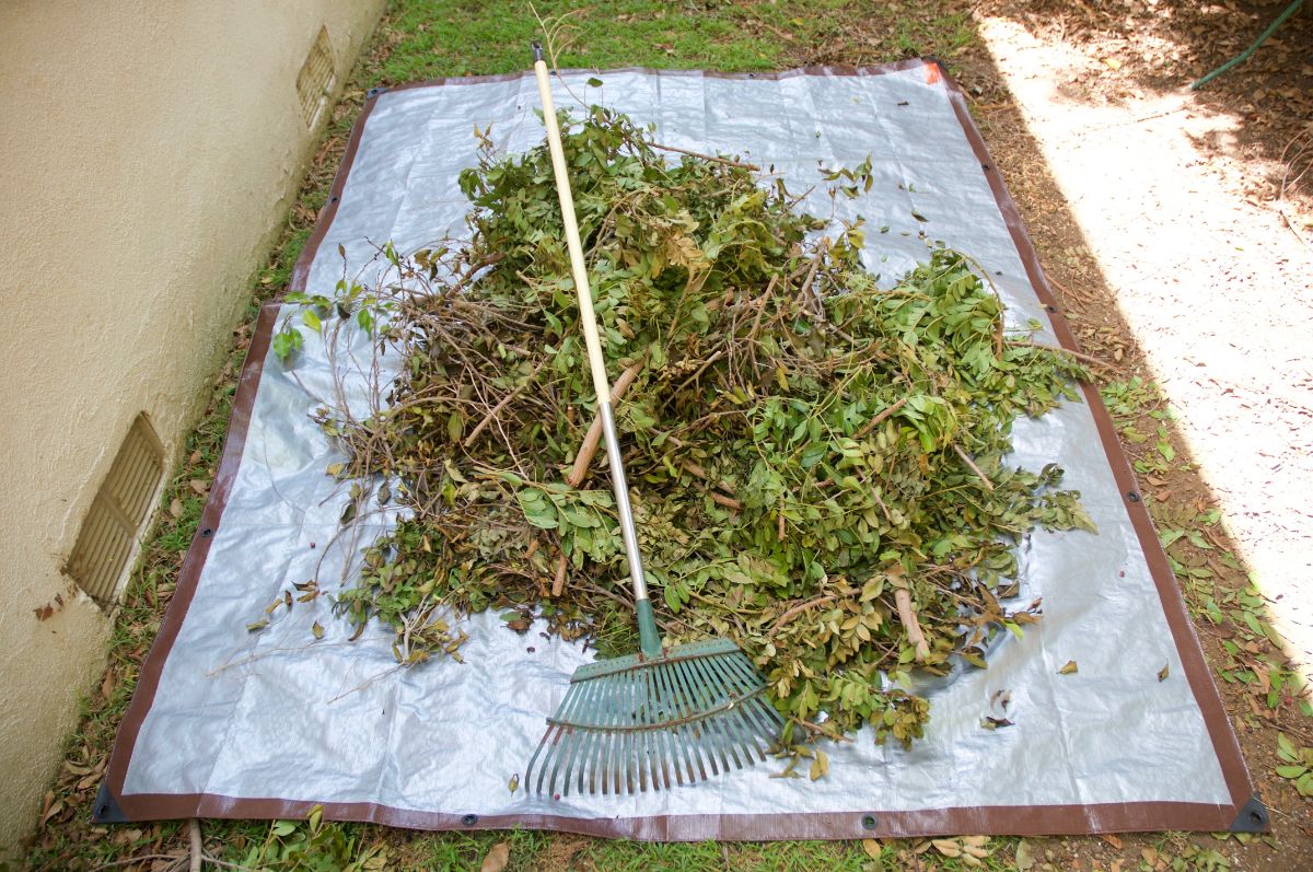 Discarded multiflora rose plant material