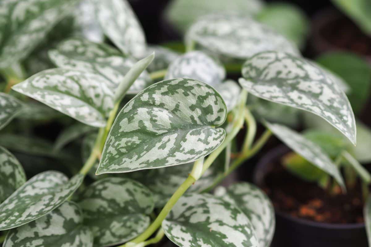 Satin pothos plant