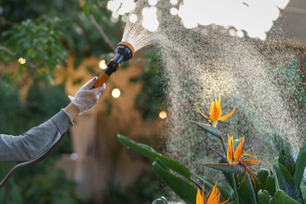 A gardener watering bird of paradise plants