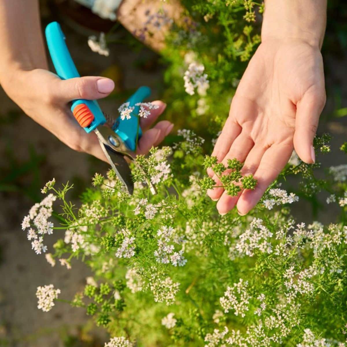 A gardener with shears holds flowering cilantro plant in a vegetable garden.