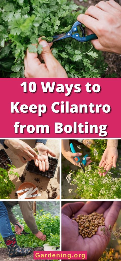 10 Ways to Keep Cilantro from Bolting pinterest image.