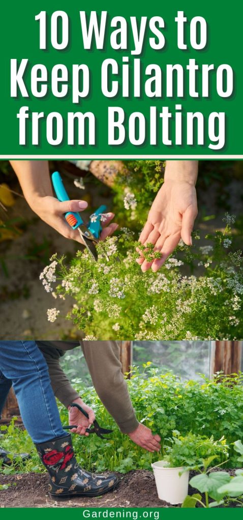 10 Ways to Keep Cilantro from Bolting pinterest image.