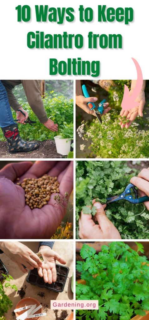 10 Ways to Keep Cilantro from Bolting pinterest image.