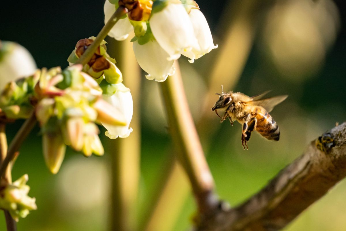 A honeybee visiting a blueberry blossom