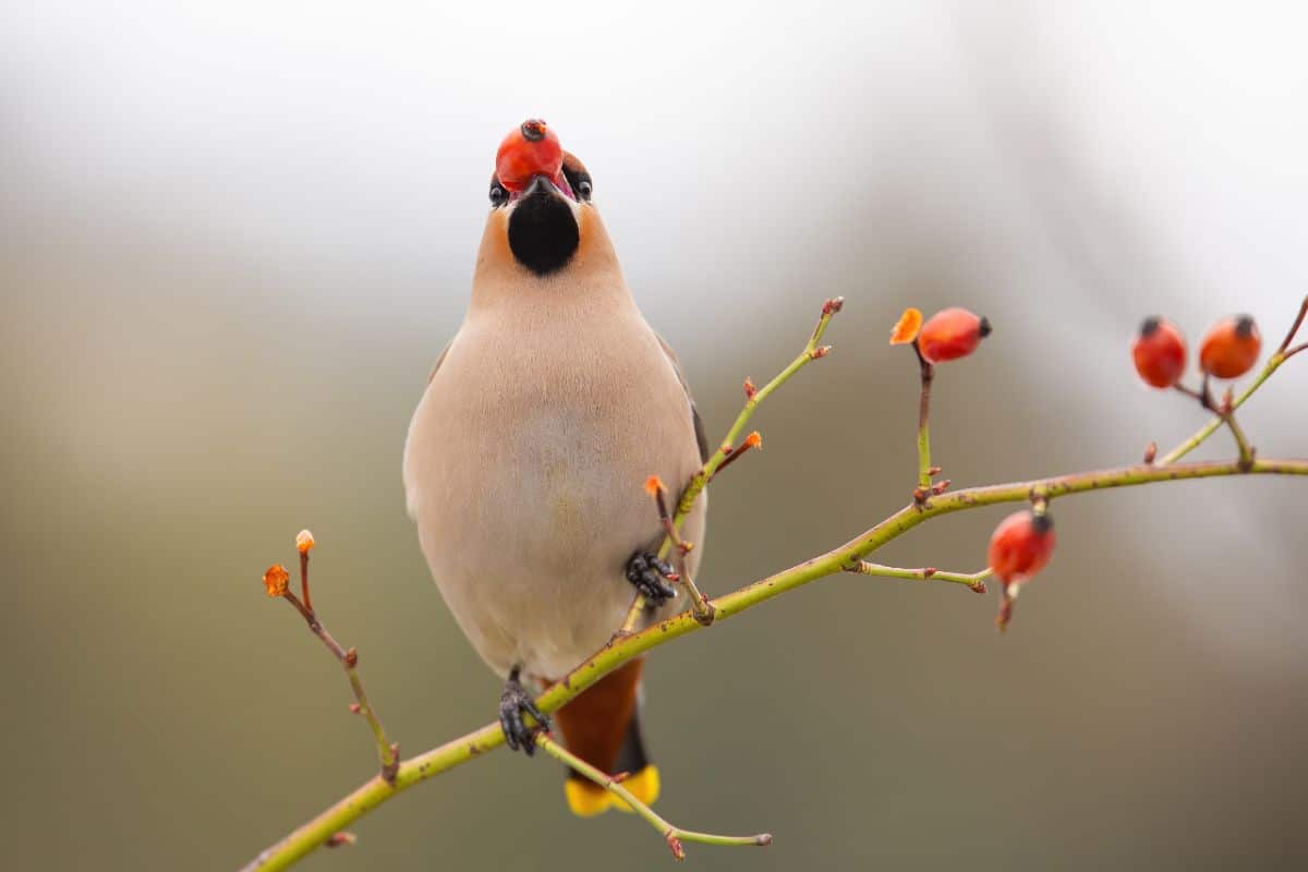 A bird sits on a multiflora rose branch