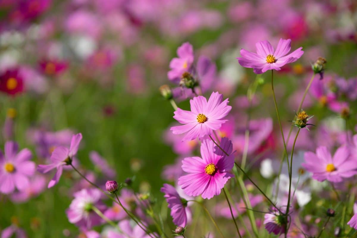 Pink cosmos with yellow pollen centers