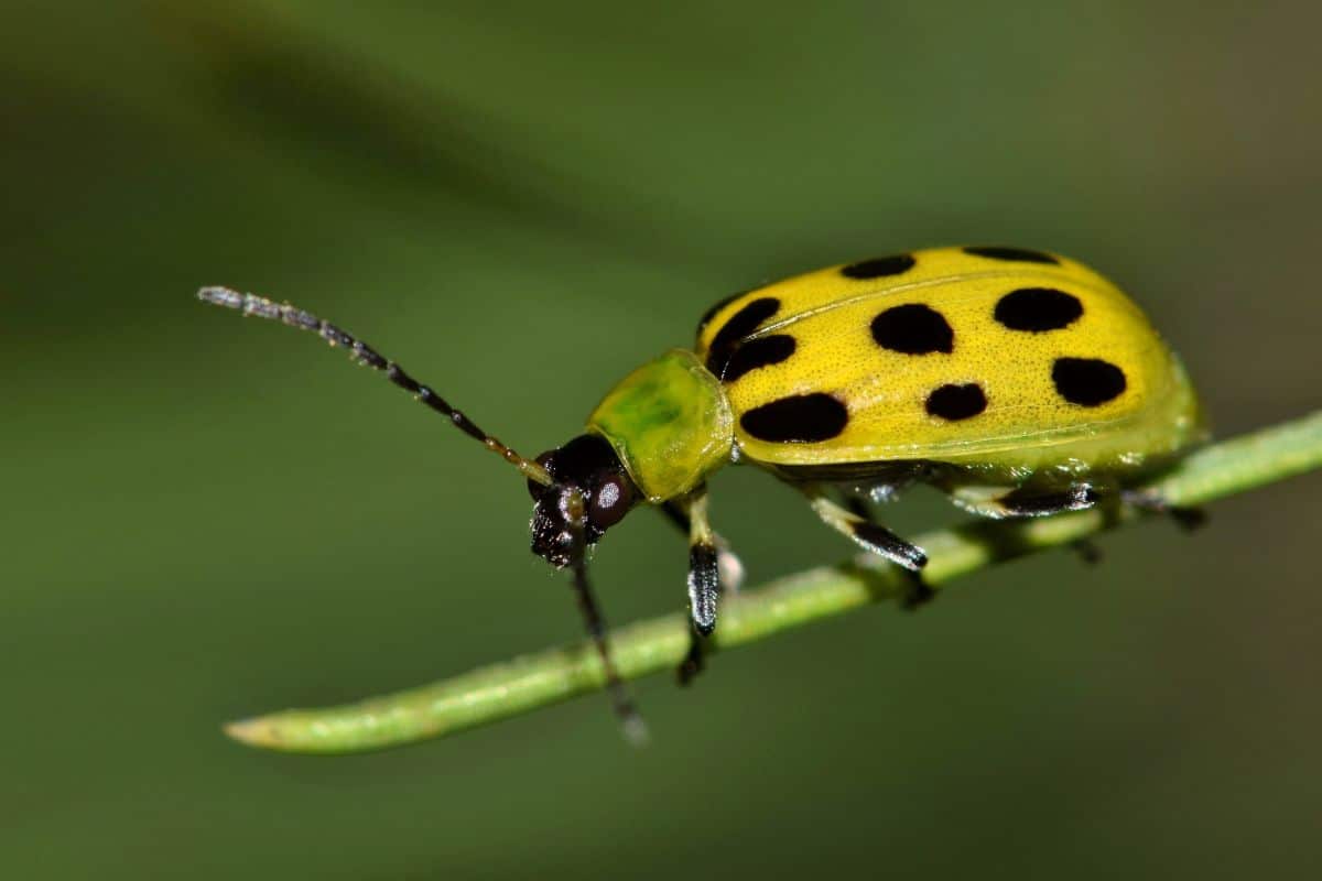 A cucumber beetle walks on a plant stem