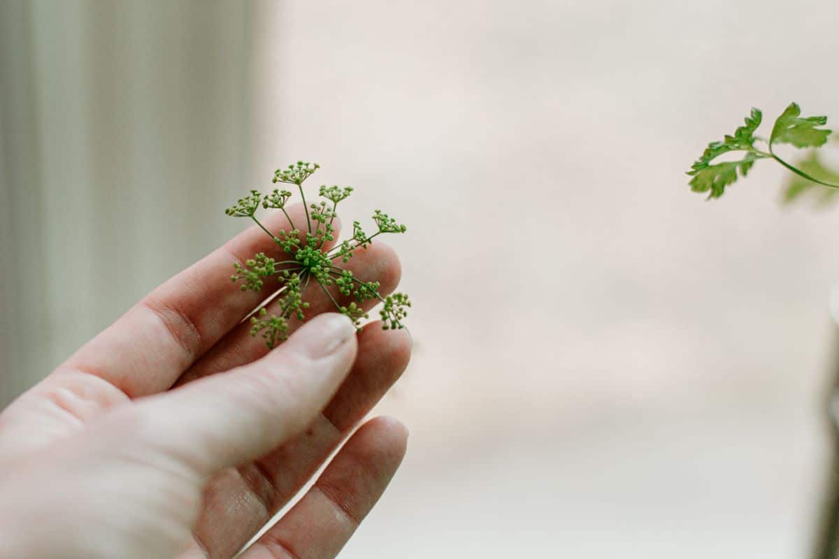 A woman holds young cilantro buds in her hand