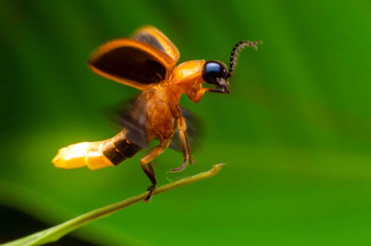 A beneficial insect on a green stem