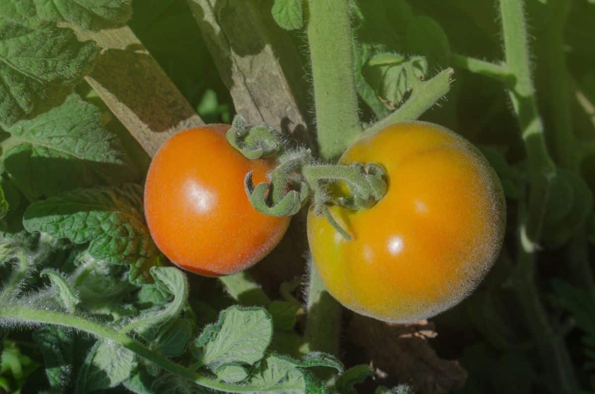 Fuzzy garden peach tomatoes