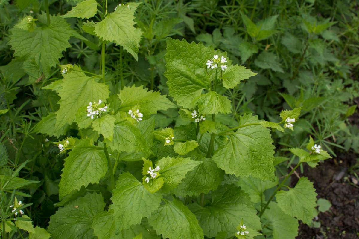 White flowering garlic mustard plants, invasive species