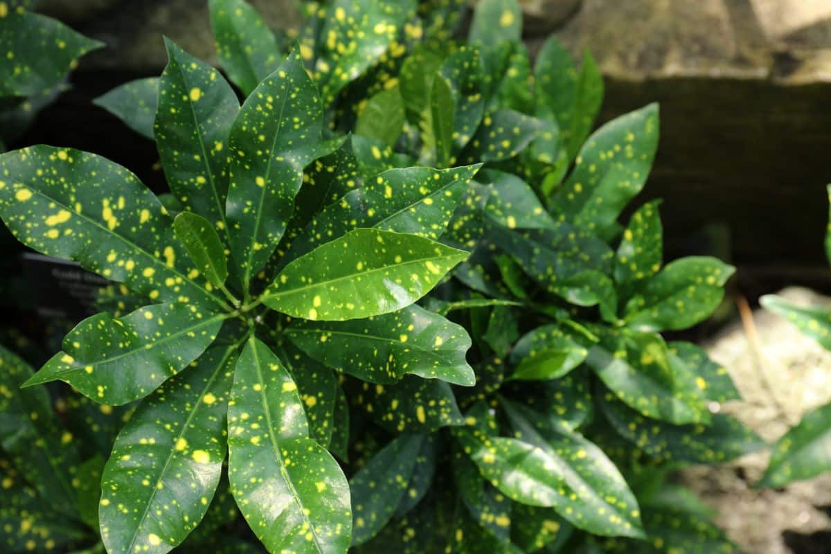 Gold Dust Croton plant