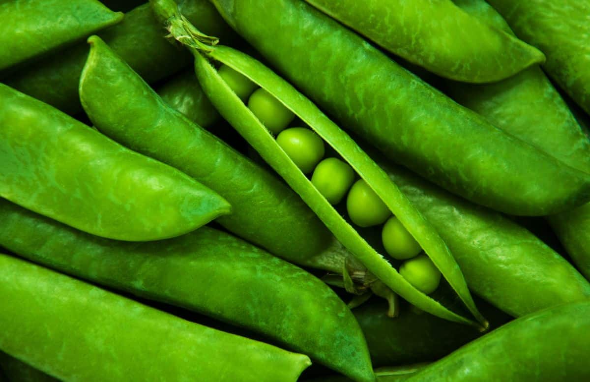 Shelling peas in a pod