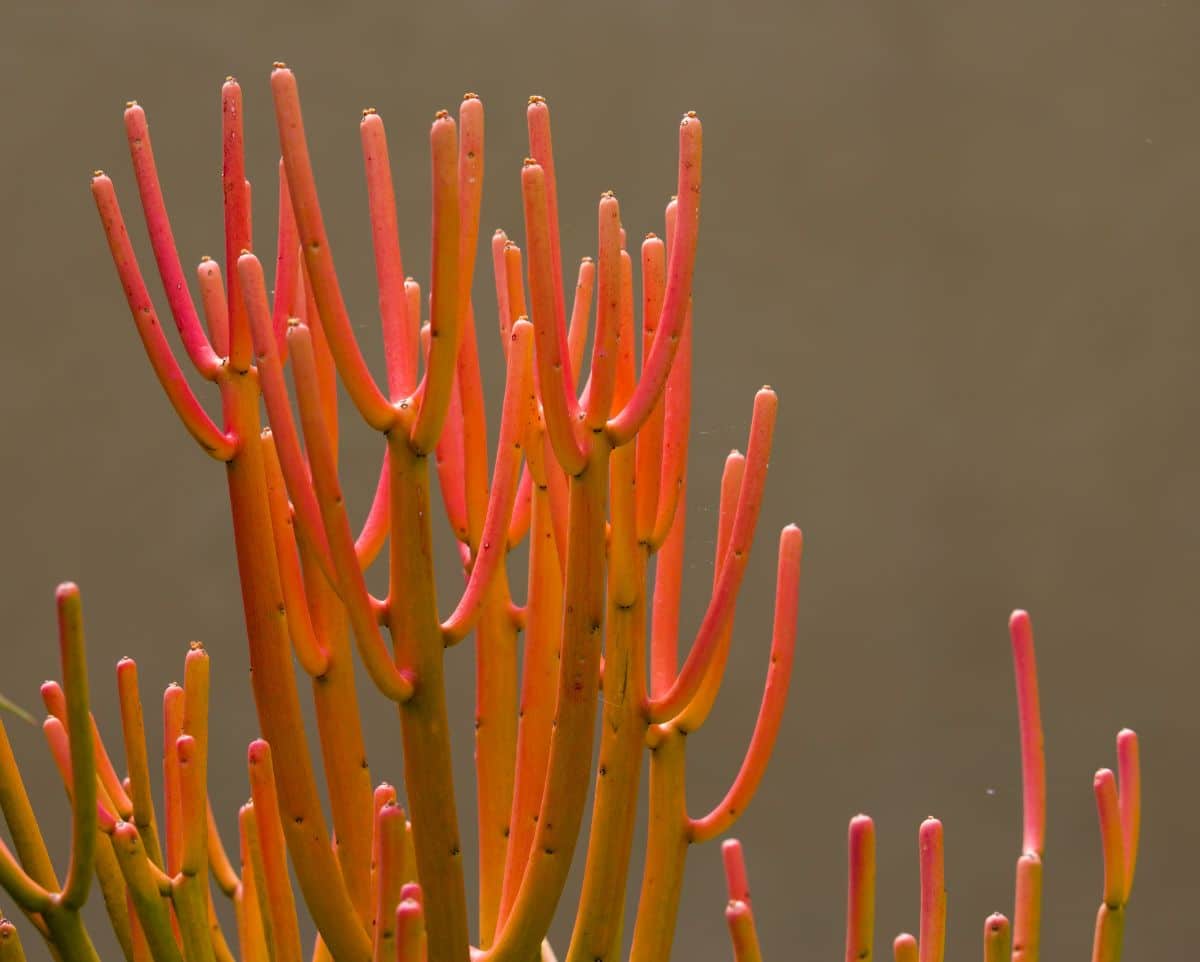 Pencil cactus in yellow and red shades