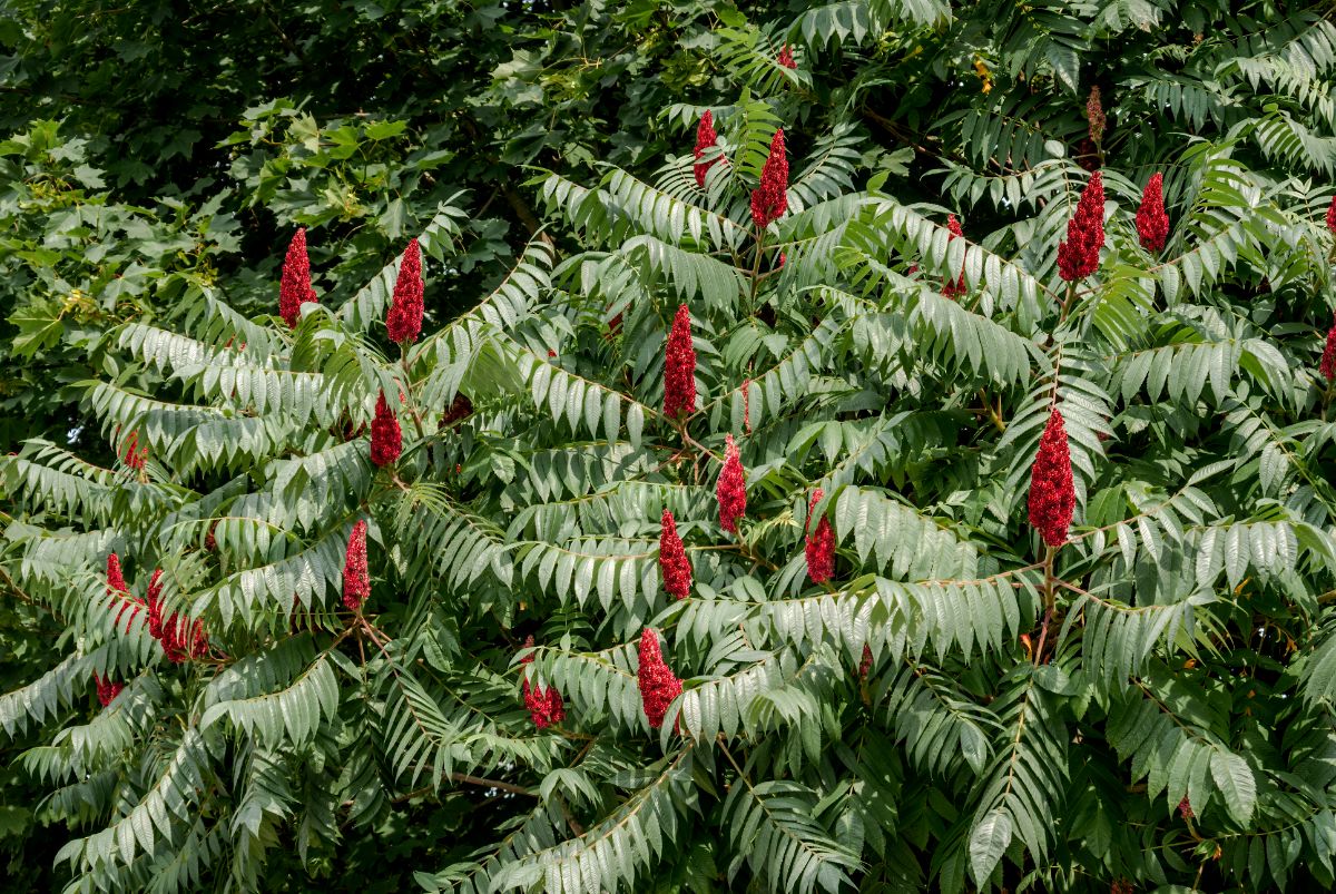 Staghorn sumac with red berries
