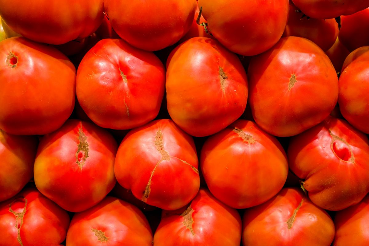 Crack resistant Big Boy tomatoes