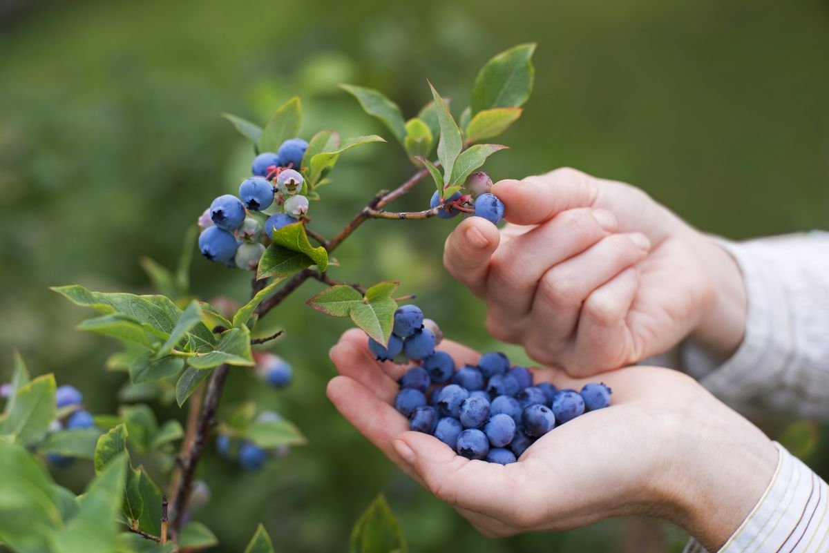 A person picking a handful of blueberries from a ripe bush
