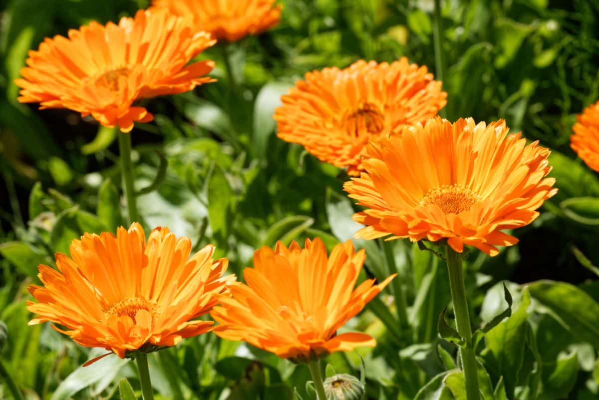 Orange calendula flowers