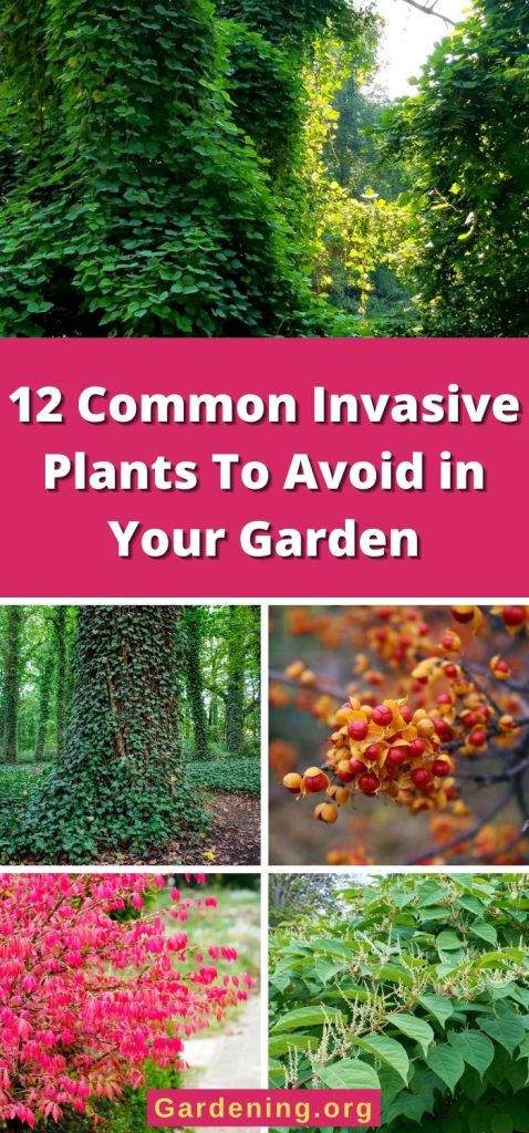 12 Common Invasive Plants To Avoid in Your Garden pinterest image.