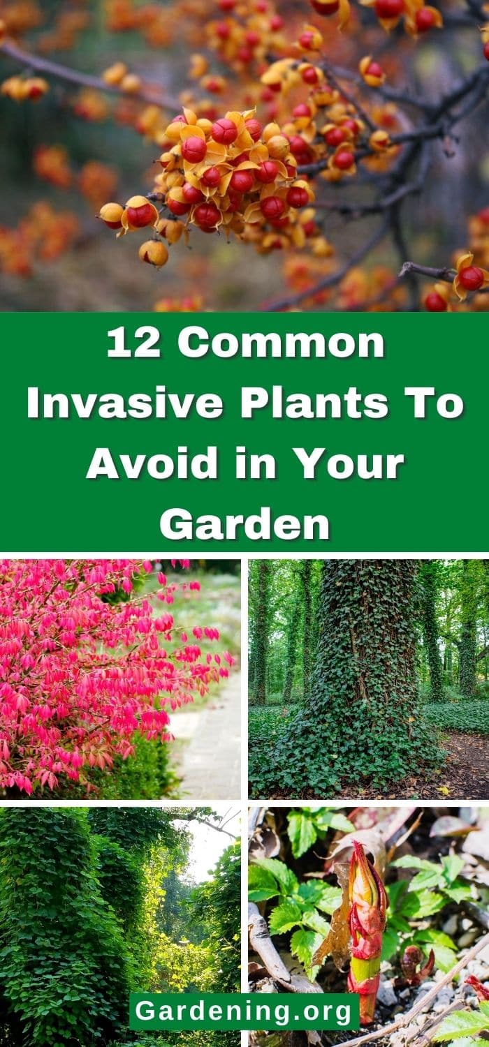 12 Common Invasive Plants To Avoid in Your Garden - Gardening