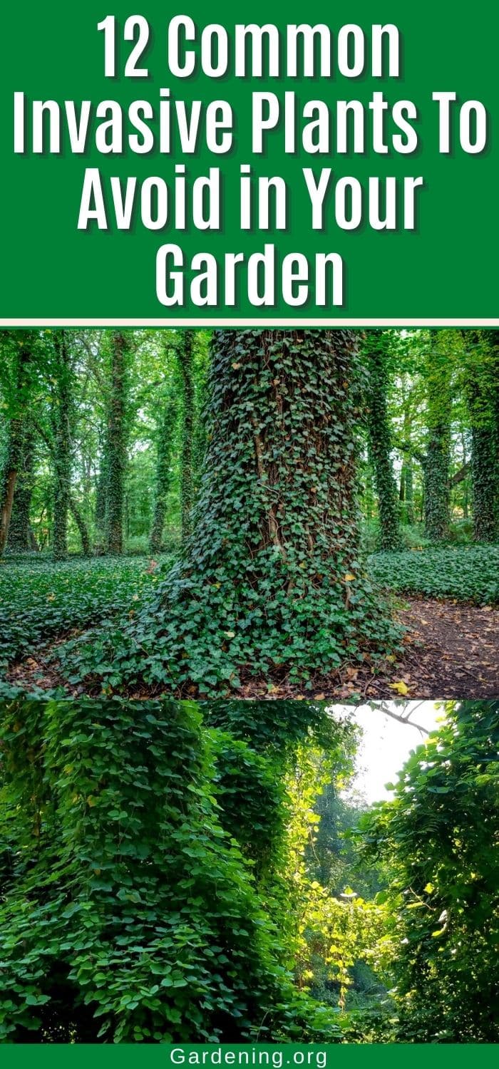 12 Common Invasive Plants To Avoid in Your Garden - Gardening