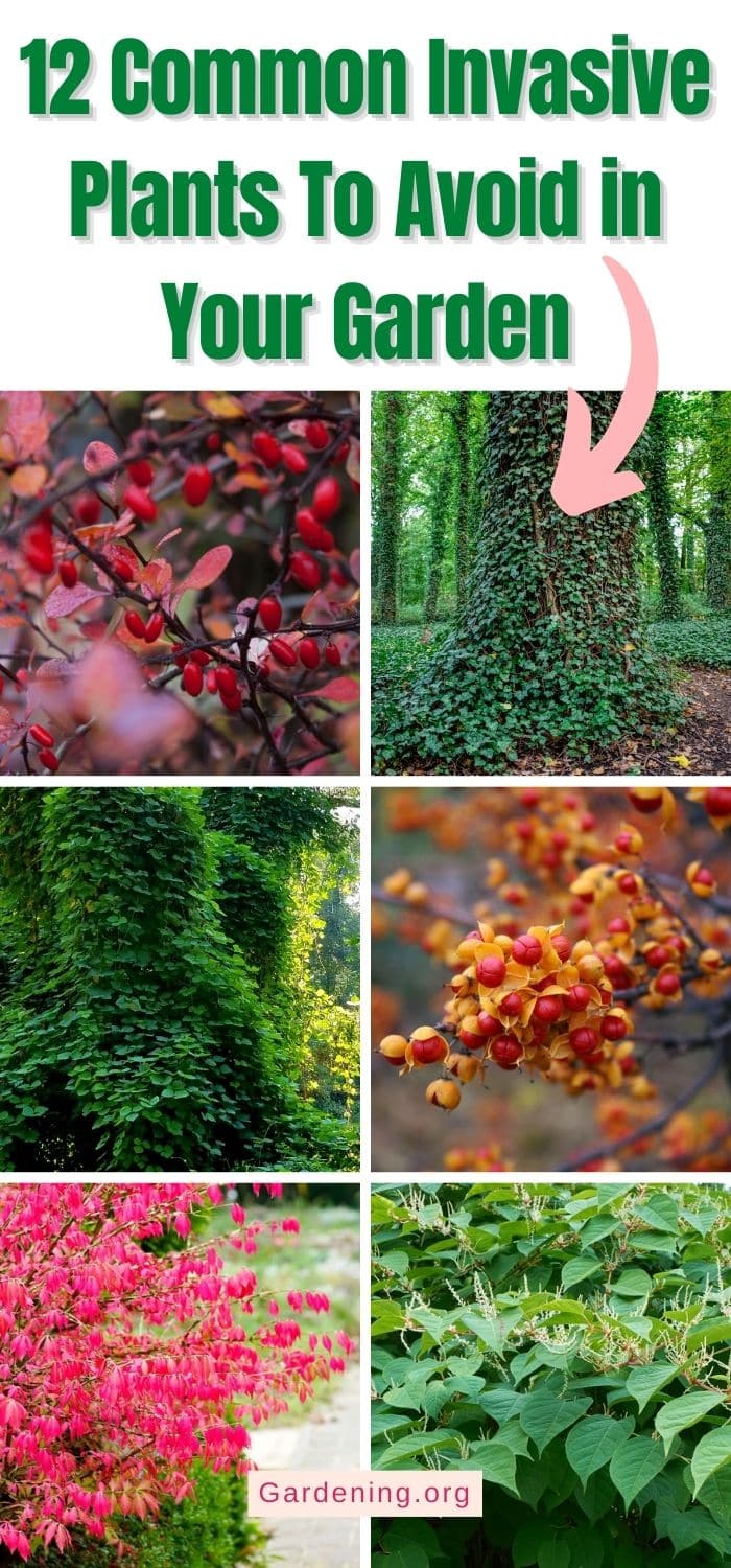 12 Common Invasive Plants To Avoid in Your Garden - Gardening