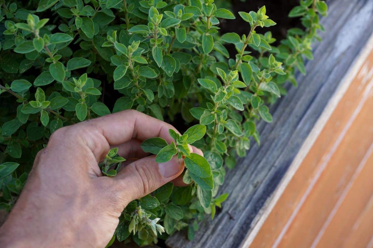 A person pinches a piece of oregano