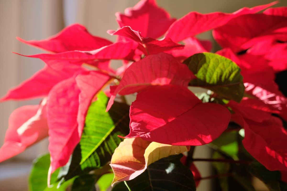 Red leaved poinsettia plant