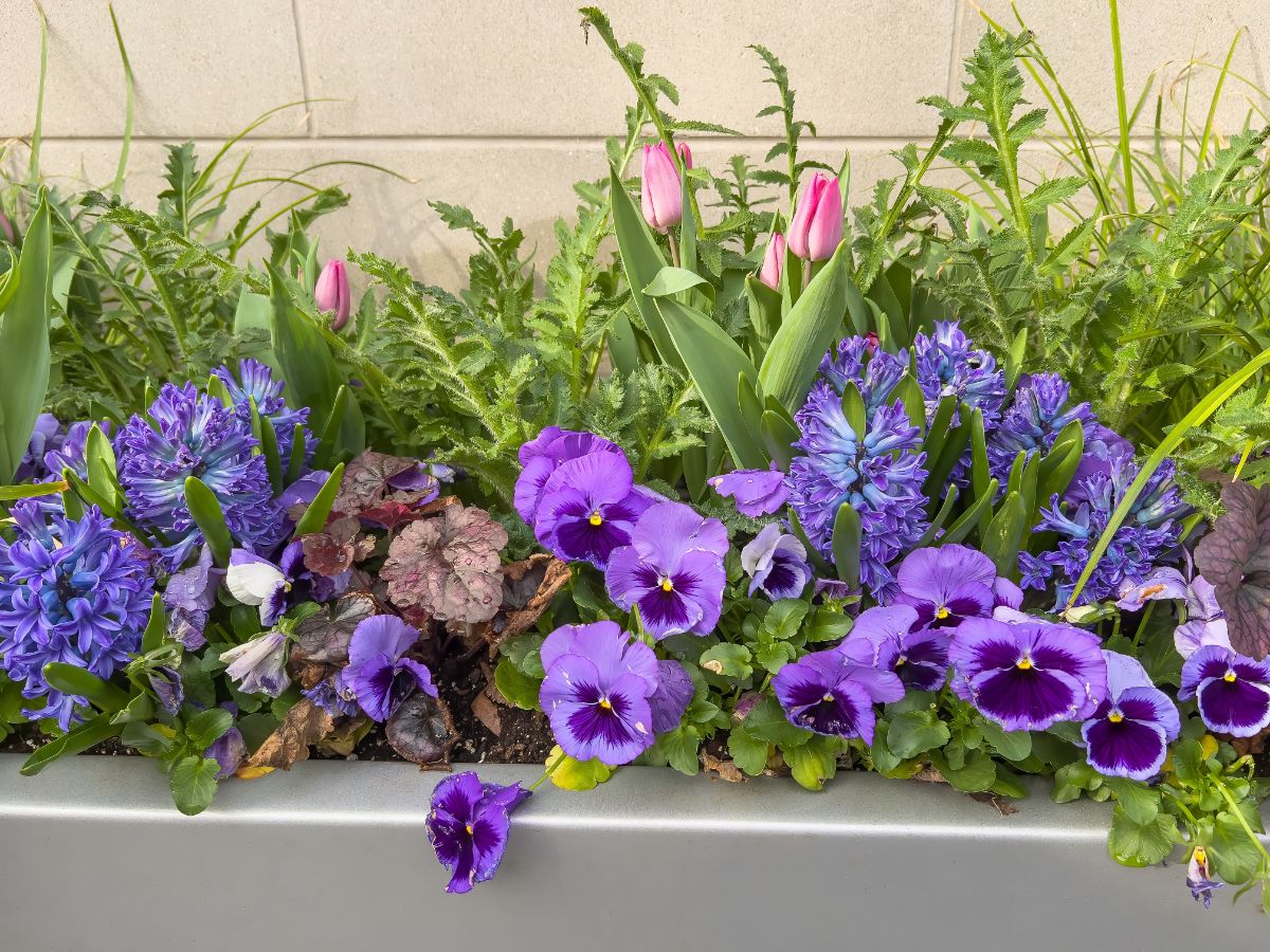 Pansies planted along a curb
