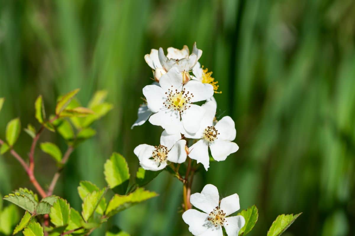 White multiflora rose flowers, an invasive species