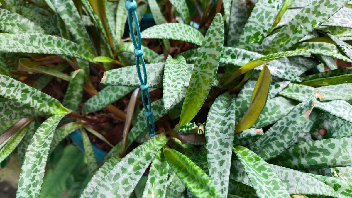 Silvery-leaved silver squill plant